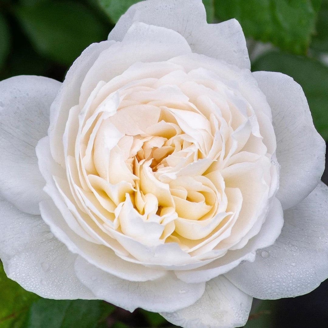 Rosa 'Meidelweis' PP 17,841  - Bloomables® Bolero™ Rose