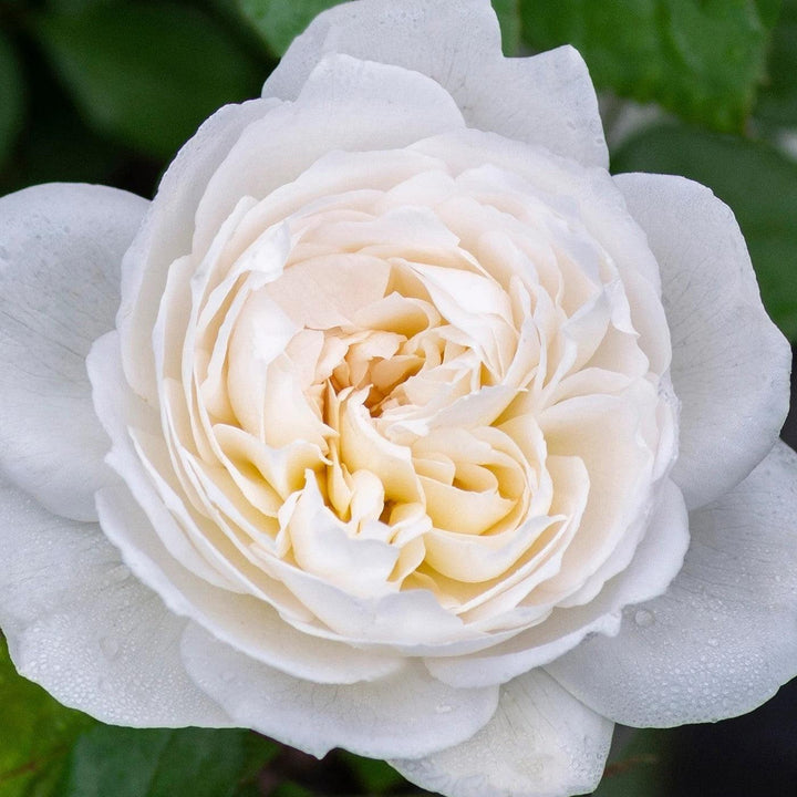 Rosa 'Meidelweis' PP 17,841  - Bloomables® Bolero™ Rose