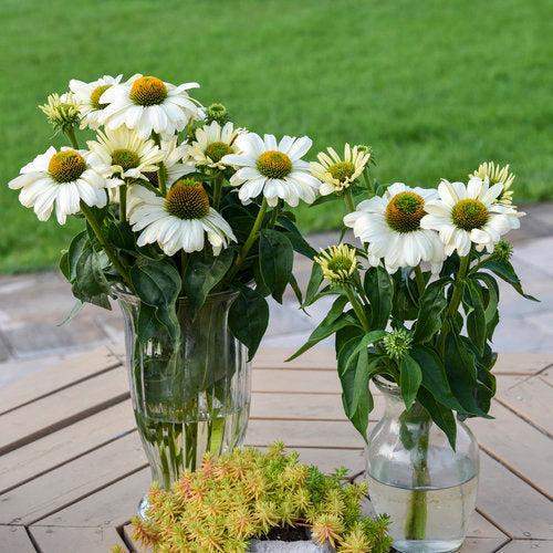Echinacea 'The Price is White'  - PW® Color Coded® The Price is White Echinacea