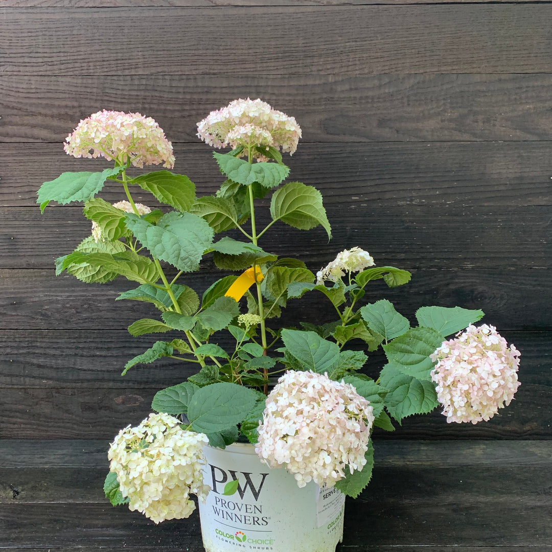 Hydrangea arborescens 'NCHA5'  - Invincibelle® Wee White Smooth Hydrangea