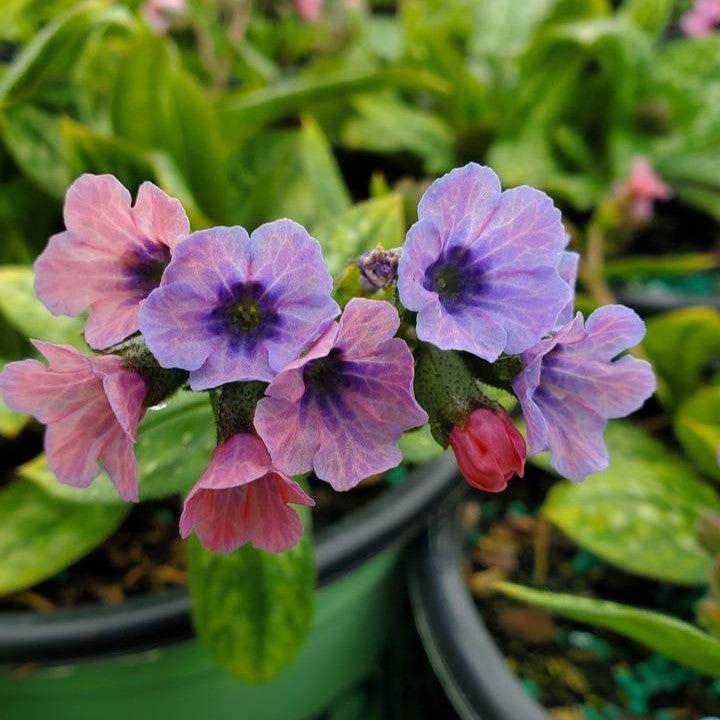 Pulmonaria 'Pretty in Pink'  - Pretty in Pink Lungwort