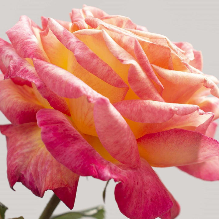 Rosa 'Meizoloi'  - Enchanted Peace™ Rose