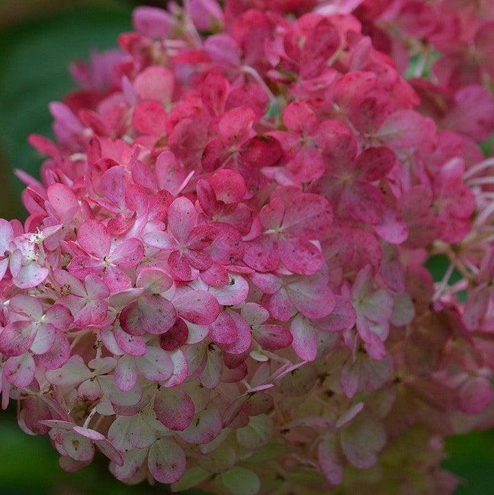 Hydrangea paniculata 'Renba' PP28,509  - First Editions® Berry White® Hydrangea