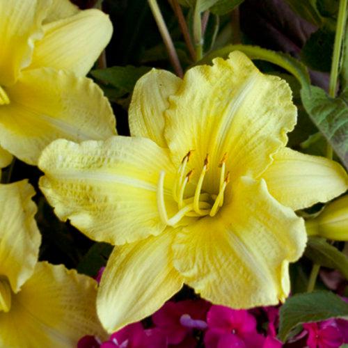 Hemerocallis 'Going Bananas'  - Rainbow Rhythm® Going Bananas Daylily