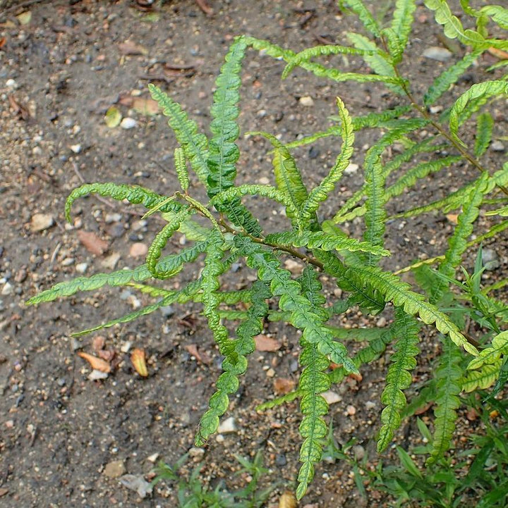 Comptonia peregrina  - Sweet Fern
