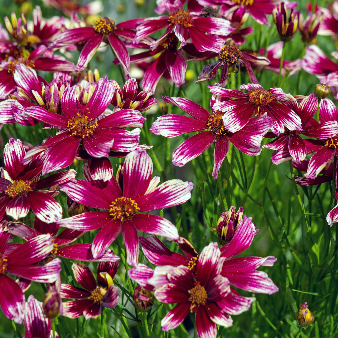 Coreopsis x verticillata 'Starstruck' PP28006  - Lil' Bang™ Starstruck Coreopsis