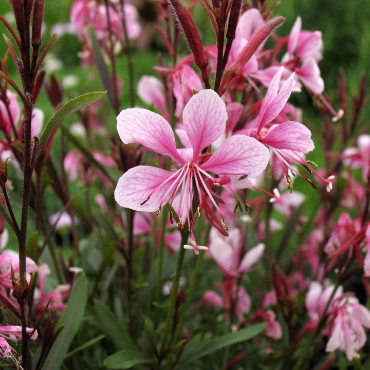 Gaura lindheimeri 'Sme-2'  - Passionate Blush™ Gaura