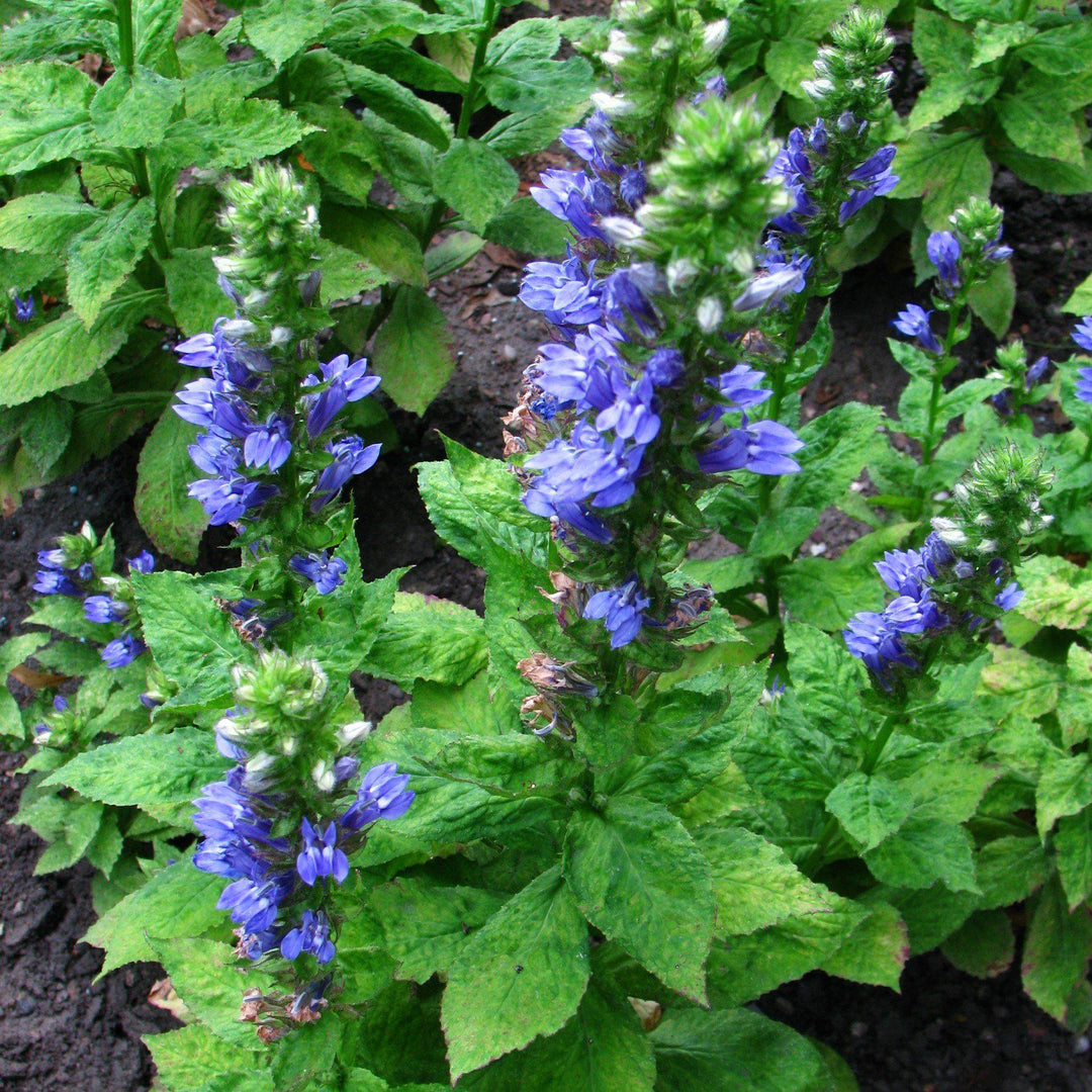 Lobelia siphilitica  - Blue Cardinal Flower