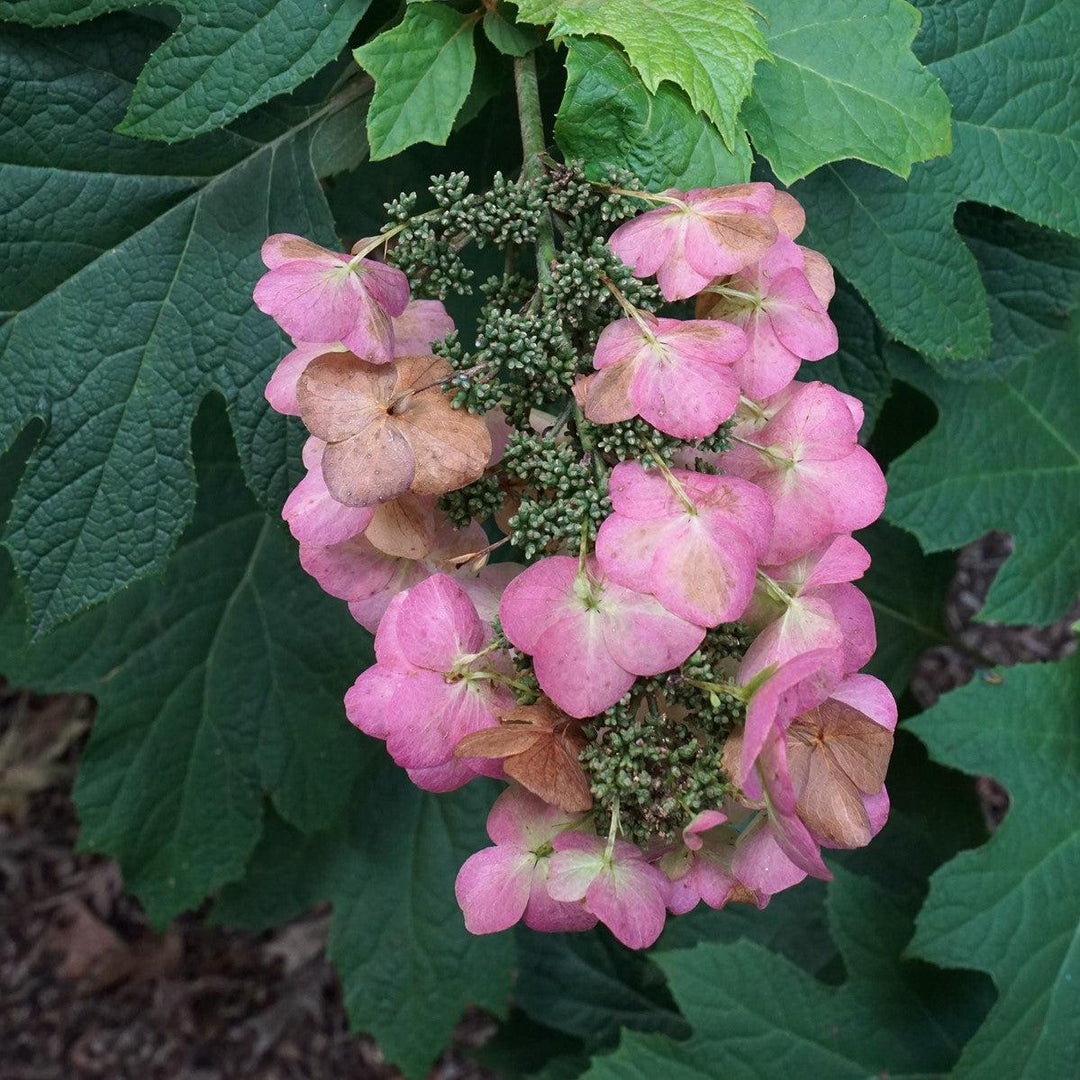 Hydrangea quercifolia 'Snow Queen'  - Snow Queen Hydrangea