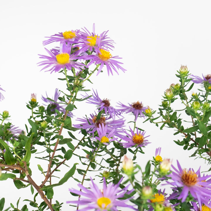 Aster oblongifolius 'Raydon's Favorite'  - Raydon's Favorite Aromatic Aster