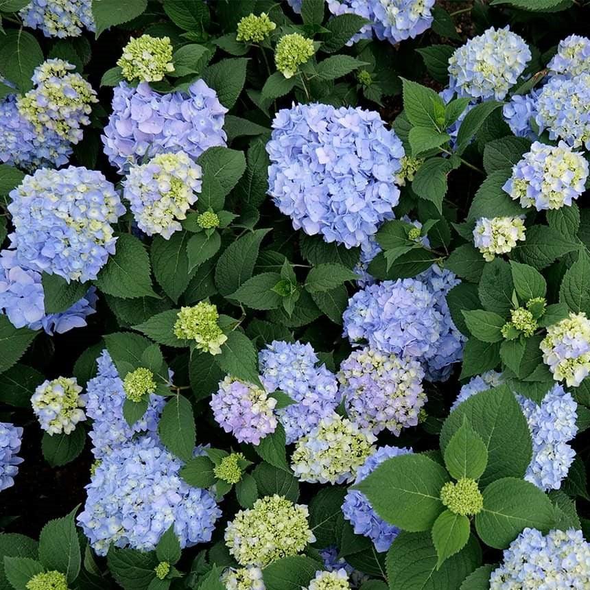 Hydrangea macrophylla 'COF HM1  - Azure Skies™ Hydrangea