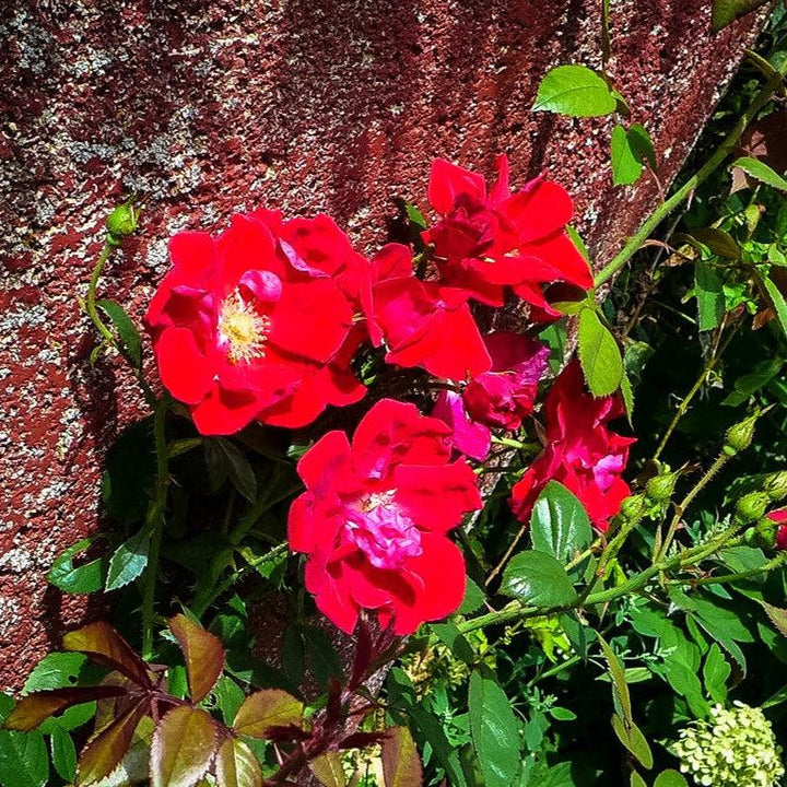 Rosa 'Sprofifth'  - Red Streamer™ Rose