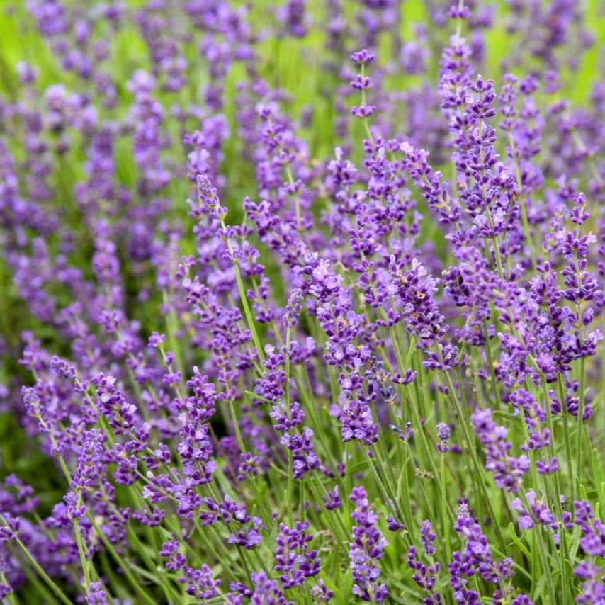 Lavandula 'Imperial Gem'  - Imperial Gem Lavender