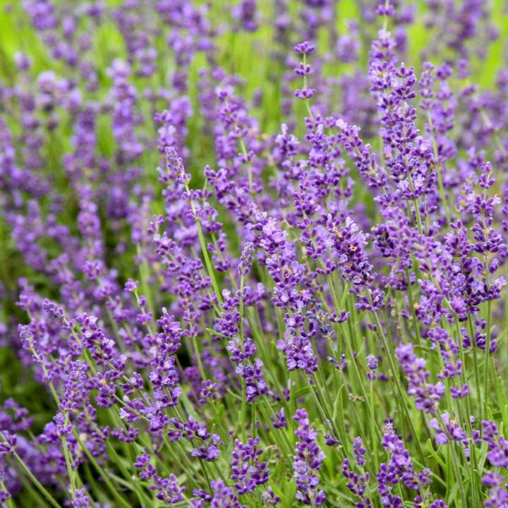Lavandula 'Imperial Gem'  - Imperial Gem Lavender
