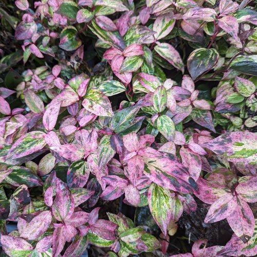Leucothoe fontanesiana 'SMNLFGRV'  - Paisley Pup® Leucothoe