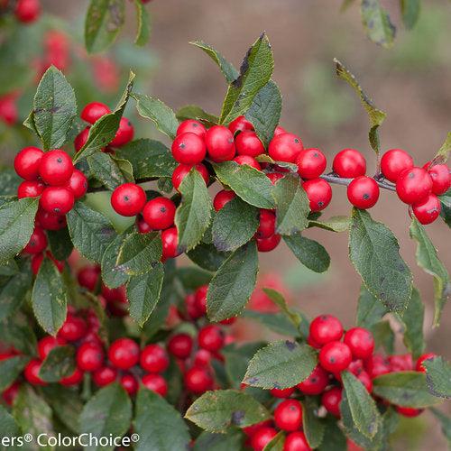 Ilex verticillata 'NCIV1'  - Little Goblin® Red Winterberry