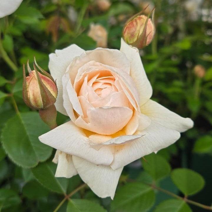 Rosa 'Aushomer'  - Windermere Rose