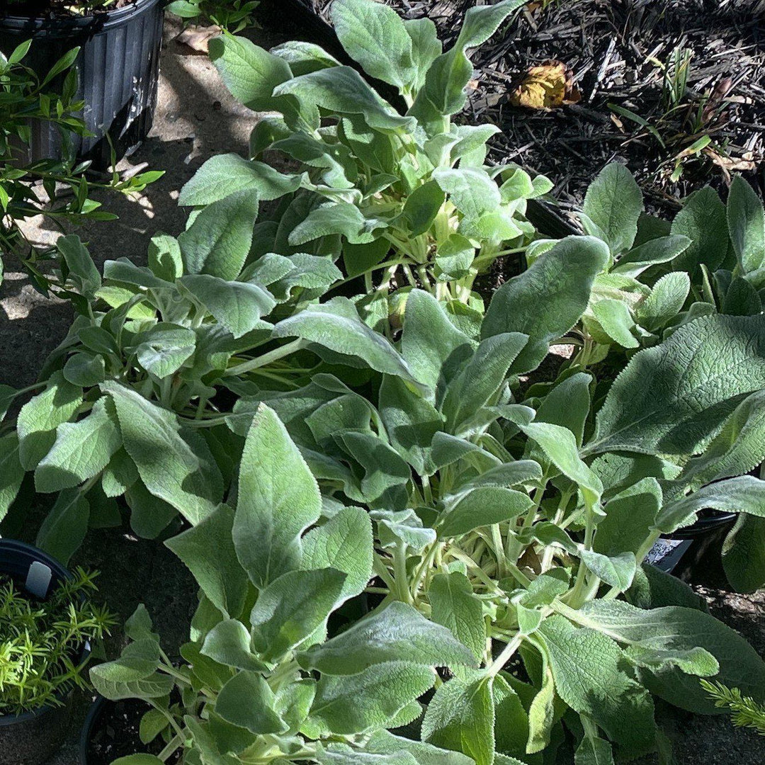 Stachys byzantina 'Helene von Stein'  - Giant Lamb's Ear