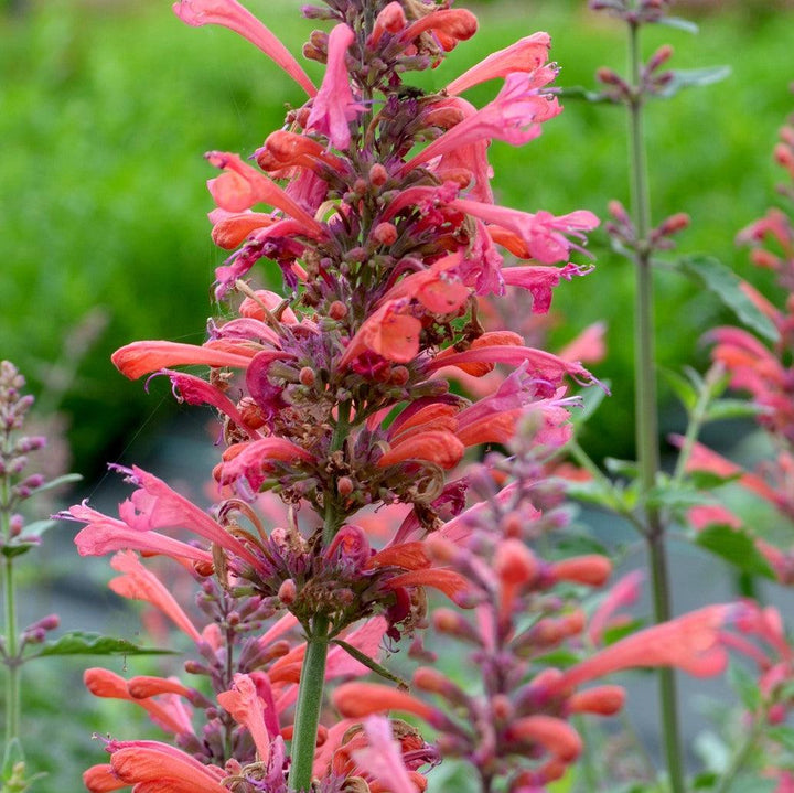 Agastache ‘Kudos Coral’  - Kudos™ Coral Hummingbird Mint, Hyssop