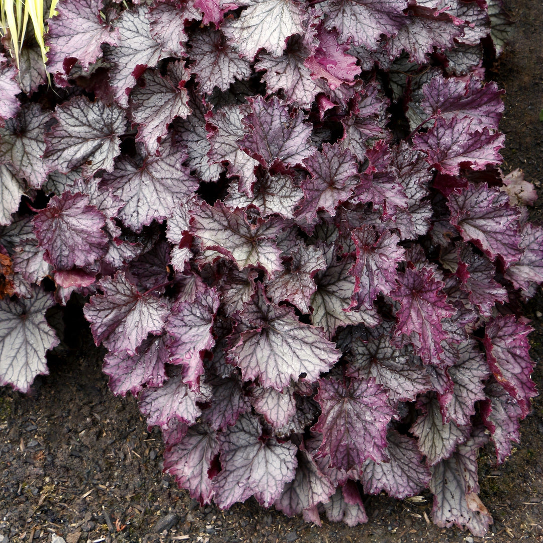 Heuchera x 'TNHEUNEP' PP#30568  - Northern Exposure™ Purple Heuchera