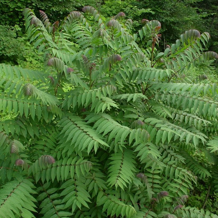 Rhus glabra  - Smooth Sumac