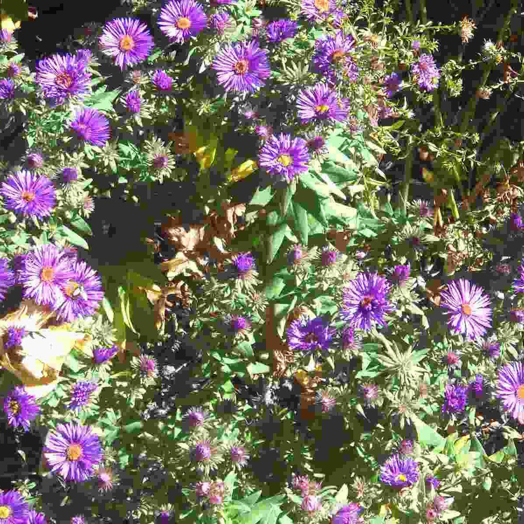 Aster novae-angliae 'Grape Crush'  - Grape Crush New England Aster