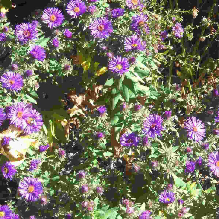 Aster novae-angliae 'Grape Crush'  - Grape Crush New England Aster