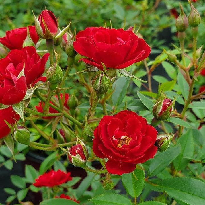 Rosa 'Ballim'  - Easy Elegance® Chi™ Rose