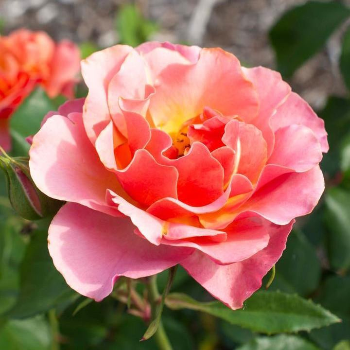 Rosa 'Meikokan'  - Tequila® Supreme Rose
