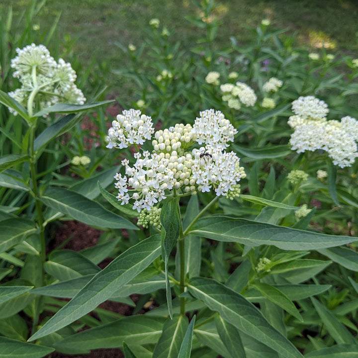 Asclepias incarnata 'Ice Ballet'  - Ice Ballet Swamp Milkweed