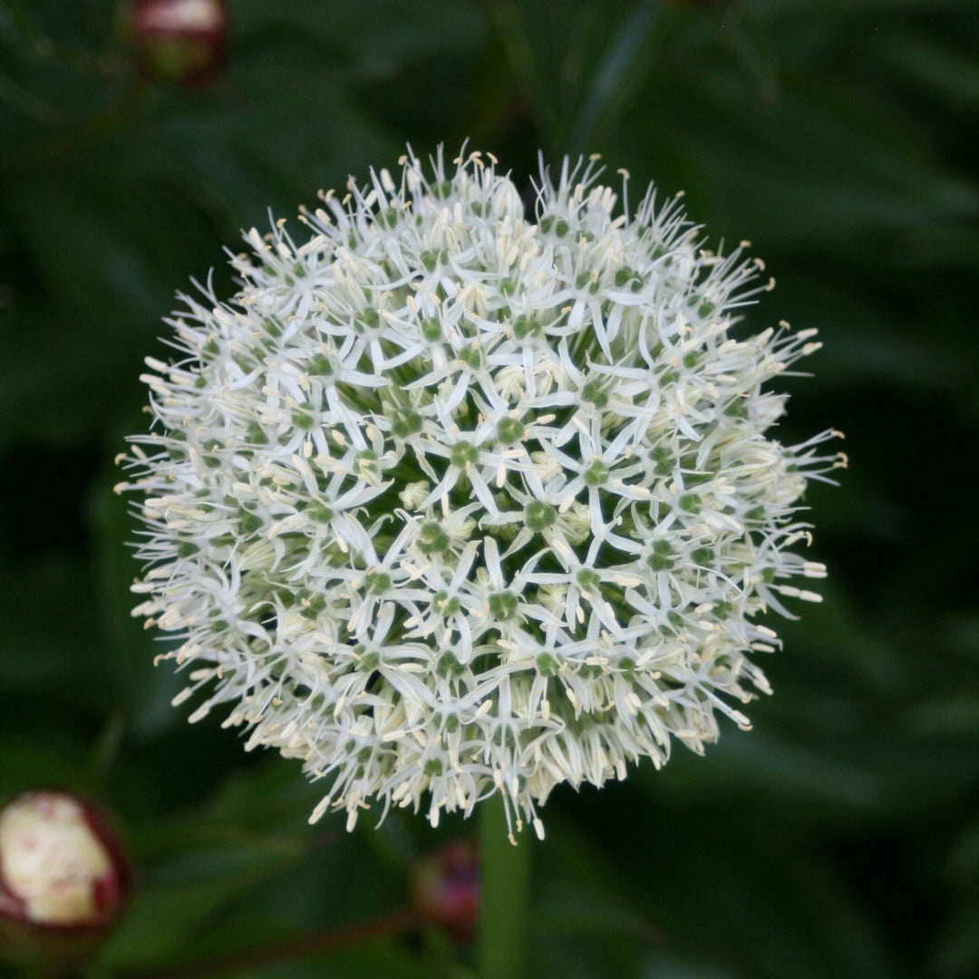 Allium 'Mount Everest'  - Mount Everest Ornamental Onion