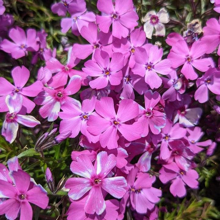Phlox subulata 'Spring Purple'  - Spring Purple Creeping Phlox