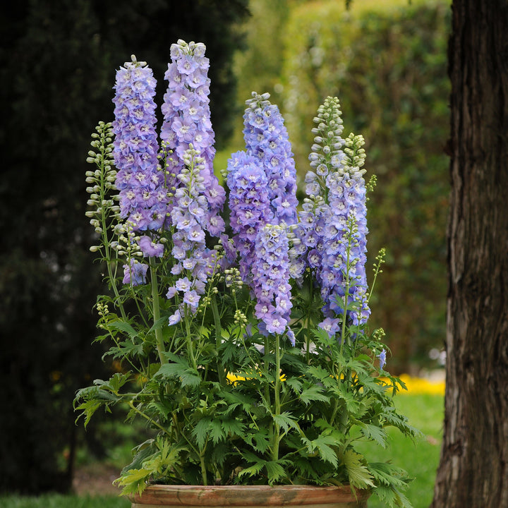 Delphinium elatum 'Guardian Lavender'  - Guardian Lavender Delphinium