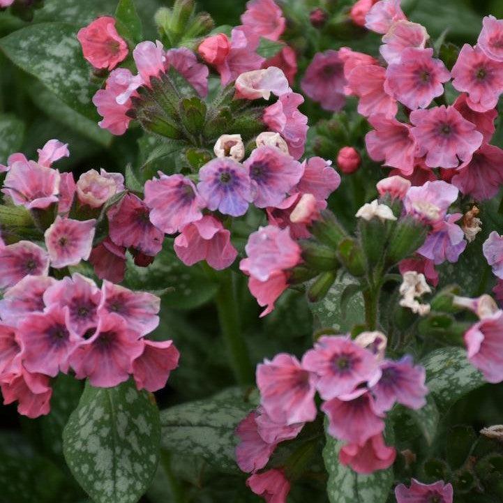 Pulmonaria 'Pretty in Pink'  - Pretty in Pink Lungwort