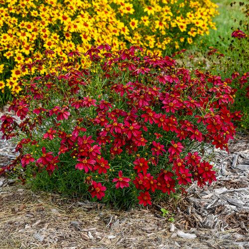 Coreopsis verticillata 'Scarlet Ribbons'  - Designer Threads™ Scarlet Ribbons Coreopsis