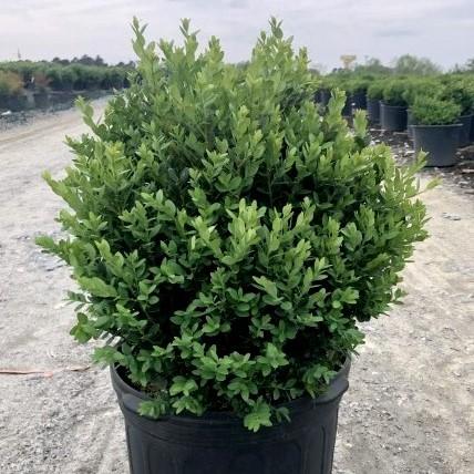 Buxus 'Green Mountain'  - Green Mountain Boxwood