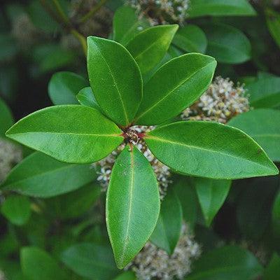Skimmia japonica  - Japanese Skimmia
