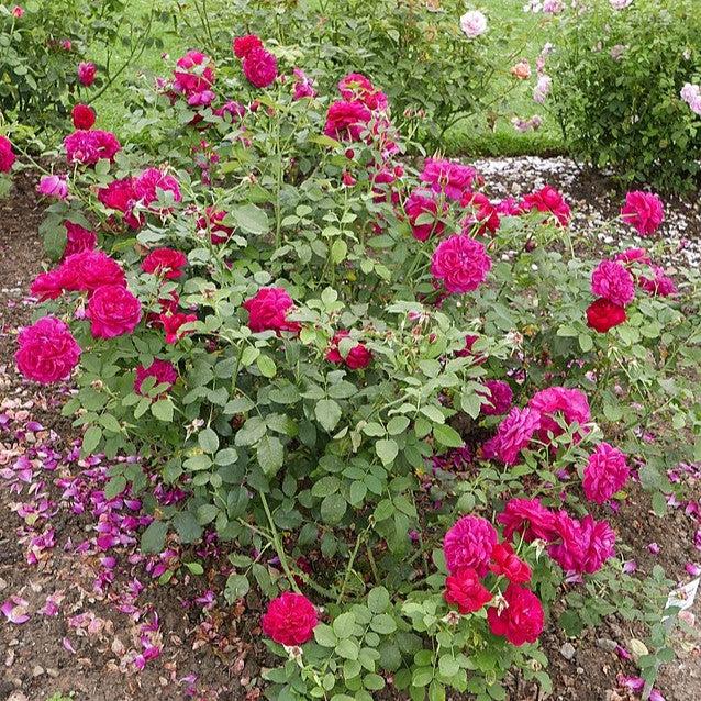Rosa 'Darcey Bussell'  - Darcey Bussell Rose