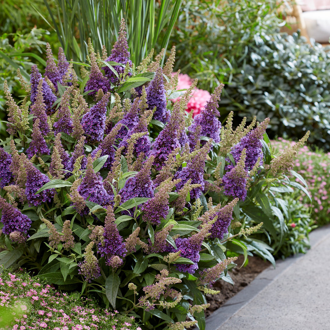 Buddleia davidii ‘BotEx 004’ PP34,378  - Butterfly Candy™ Lil' Lavender™ Butterfly Bush