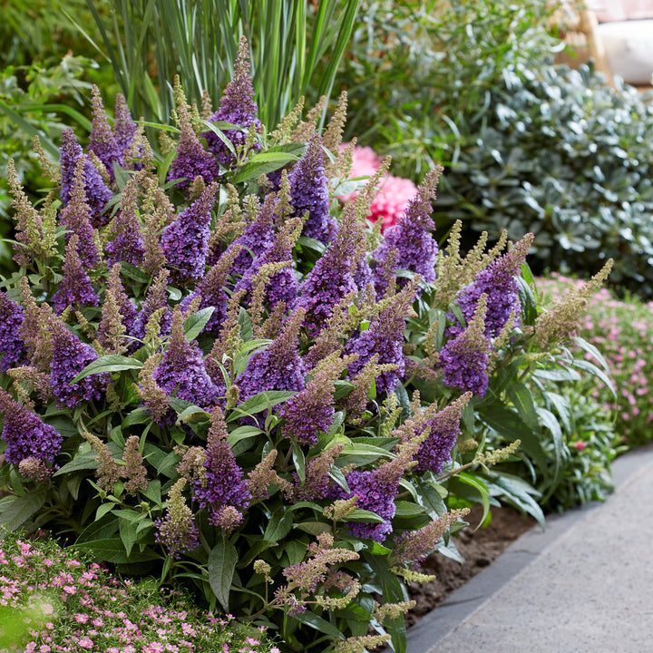 Buddleia davidii ‘BotEx 004’ PP34,378  - Butterfly Candy™ Lil' Lavender™ Butterfly Bush