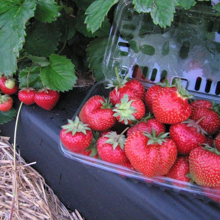 Fragaria x ananassa ‘Flavorfest'  - Flavorfest Strawberry