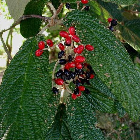 Viburnum rhytidophyllum  - Leatherleaf Viburnum