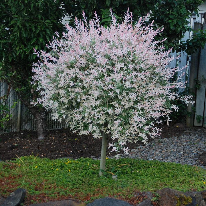 Salix integra 'Hakuro Nishiki'  - Dappled Willow