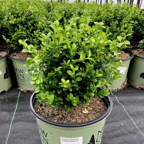 Buxus ‘SB 108’ PP28888  - NewGen™ Independence®  Boxwood
