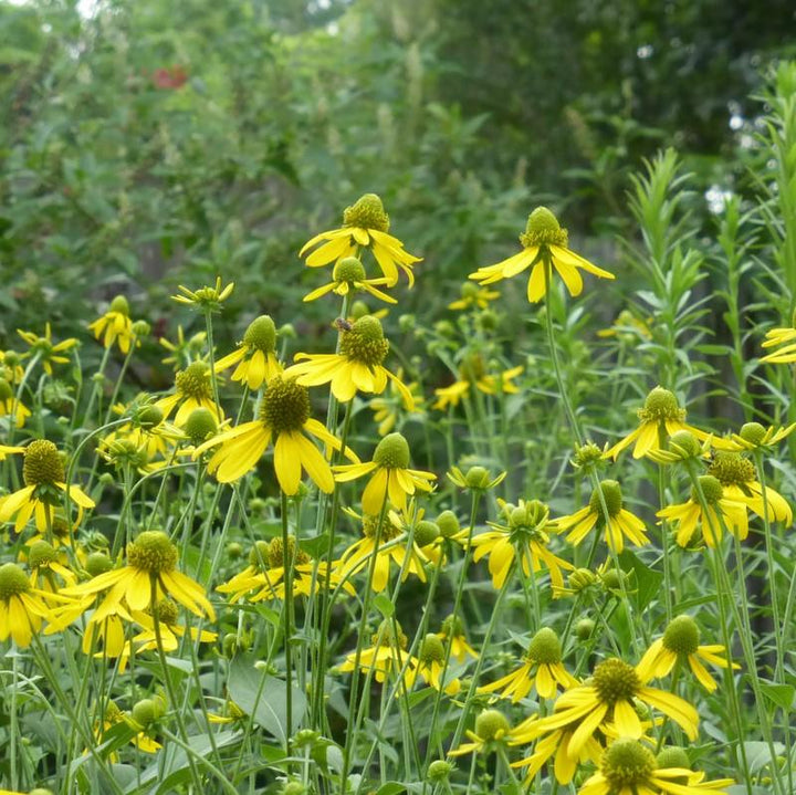 Rudbeckia laciniata  - Cut-leaf Coneflower