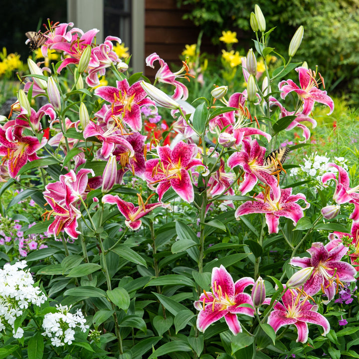 Lilium 'Stargazer'  - Stargazer Oriental Lily