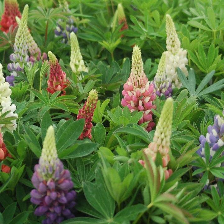 Lupinus 'Russell Hybrids Mix'  - Russell Hybrids Mix Lupine