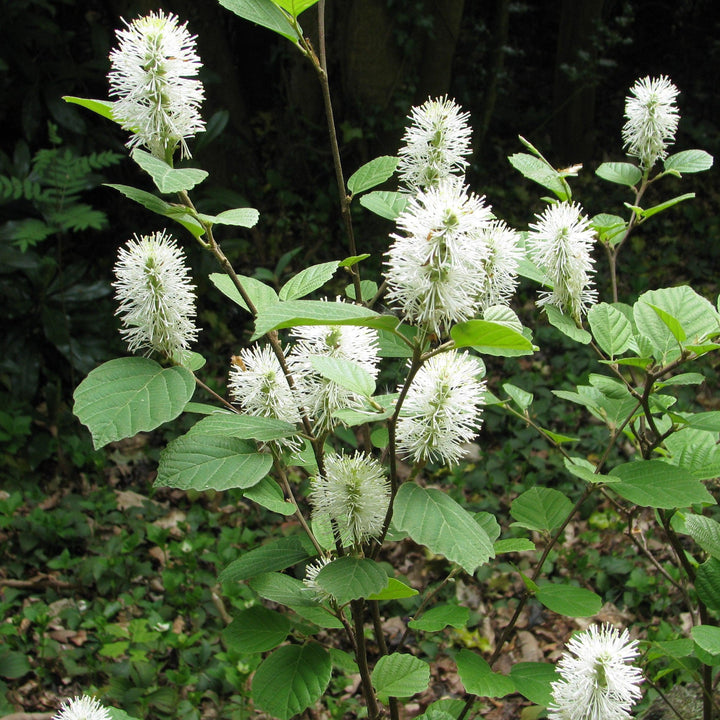 Fothergilla major  - Mountain Witch-alder, Tall Fothergilla