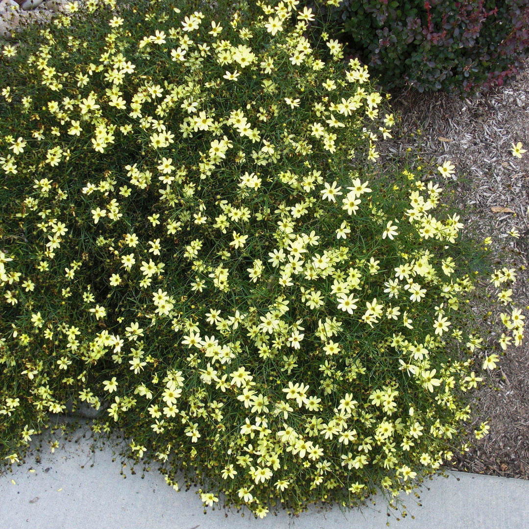 Coreopsis verticillata 'Moonbeam'  - Moonbeam Threadleaf Coreopsis