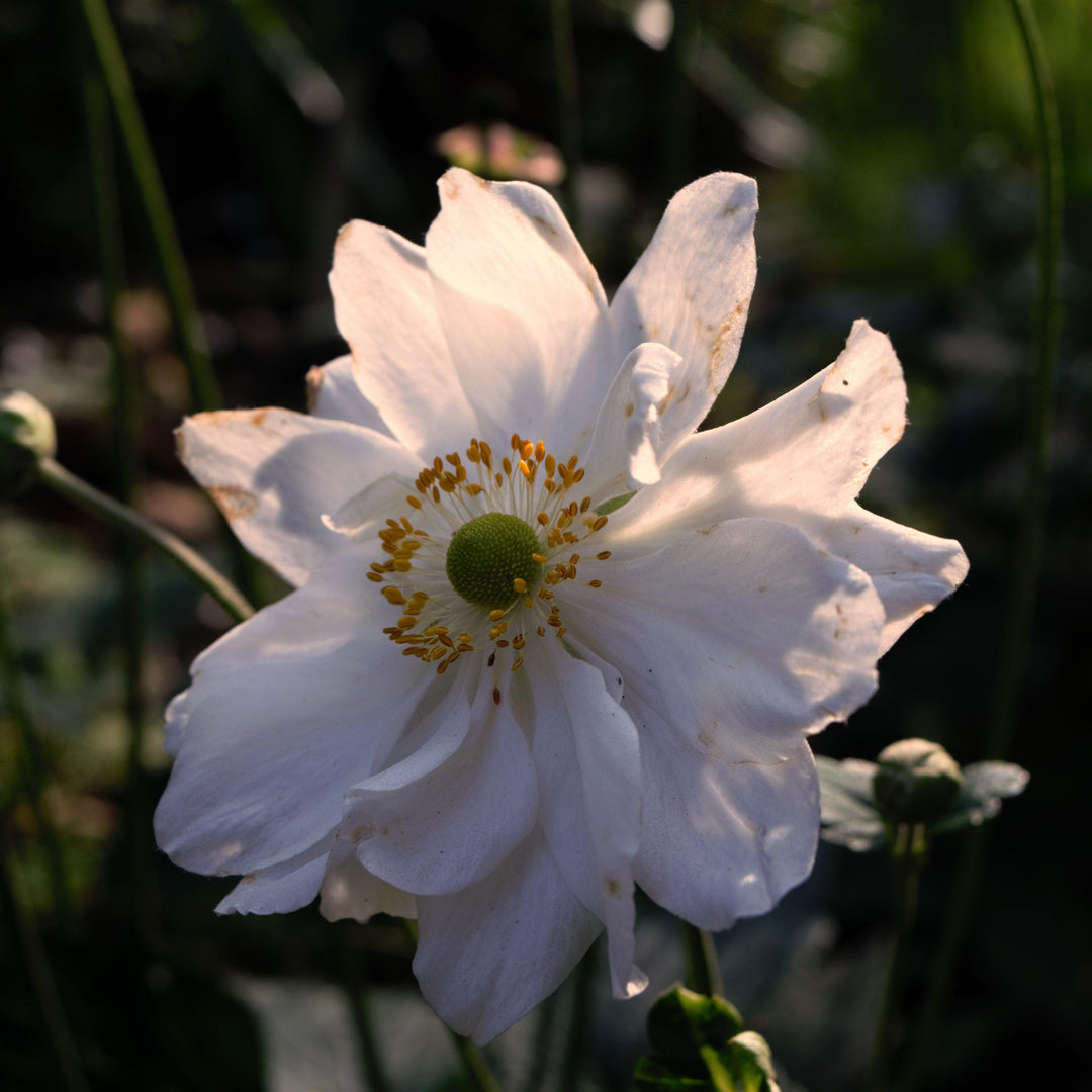 Anemone x hybrida 'Whirlwind'  - Whirlwind Anemone